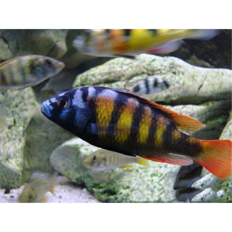 Haplochromis sp. ch 44 - imagine 5